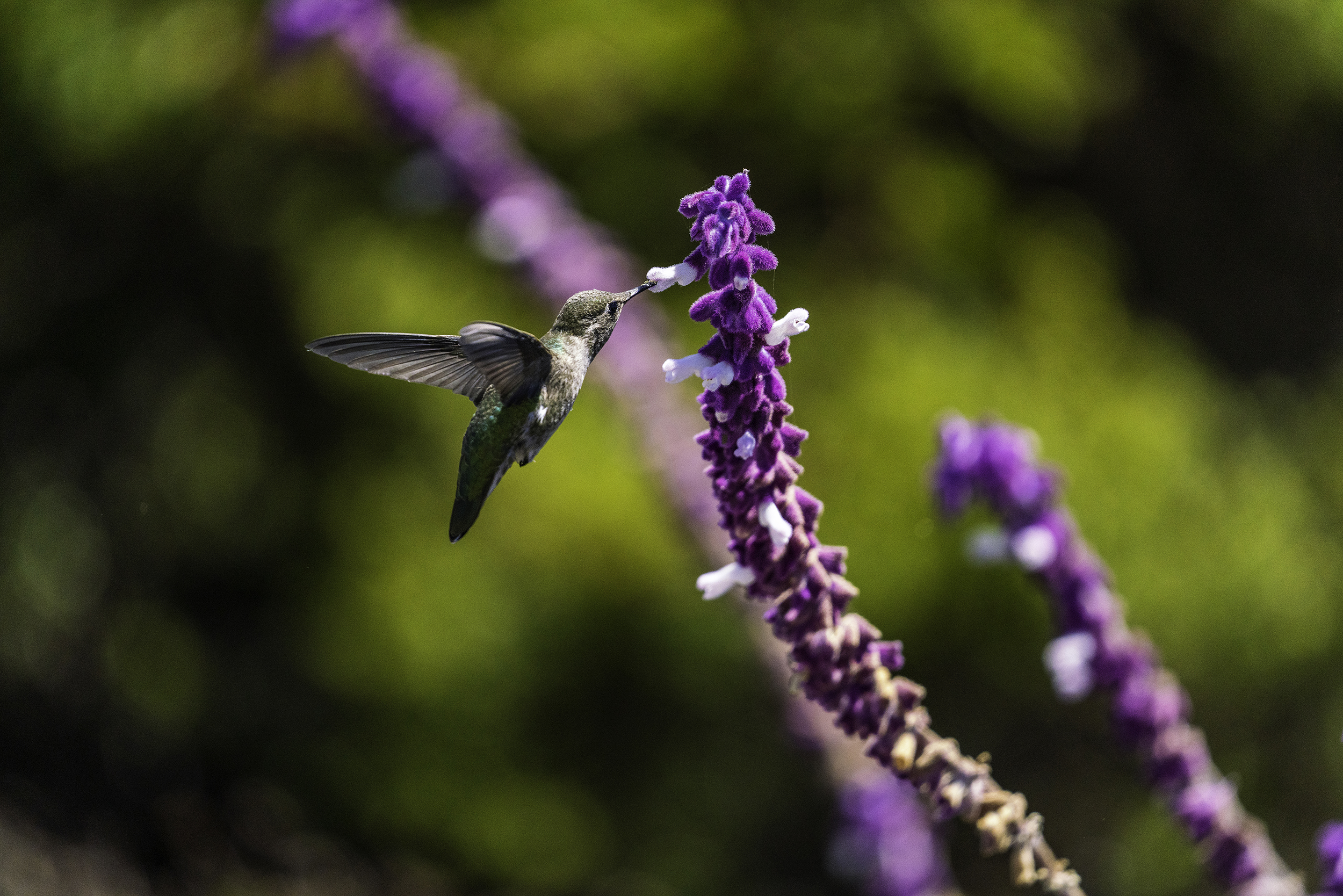 Hummingbird