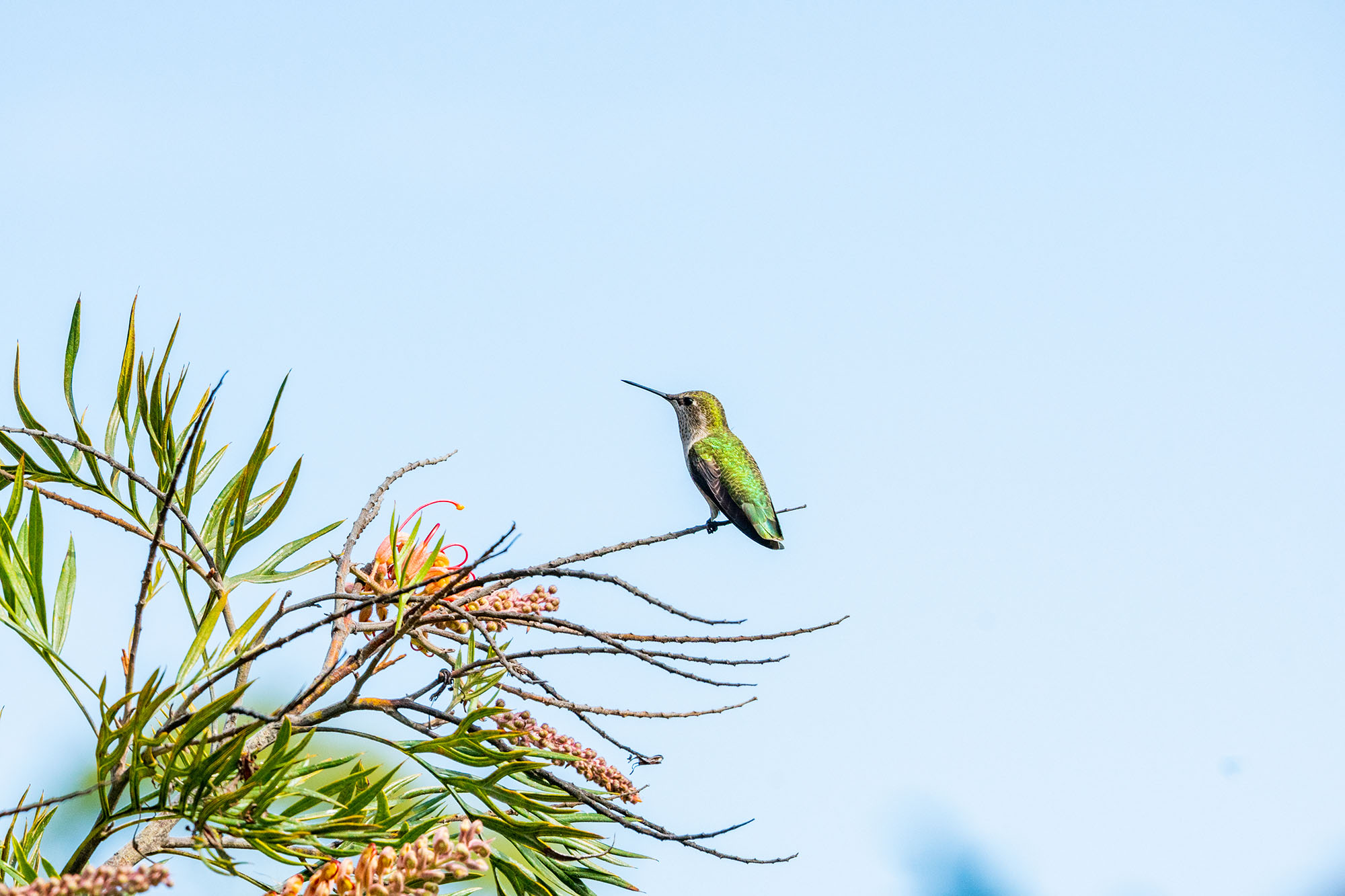 A hummingbird hung out on the branch.